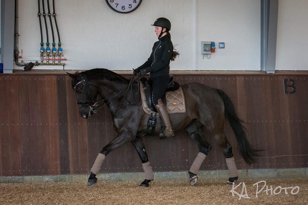 Trakehner EGATTA - Fotograf: KAphoto billede 4