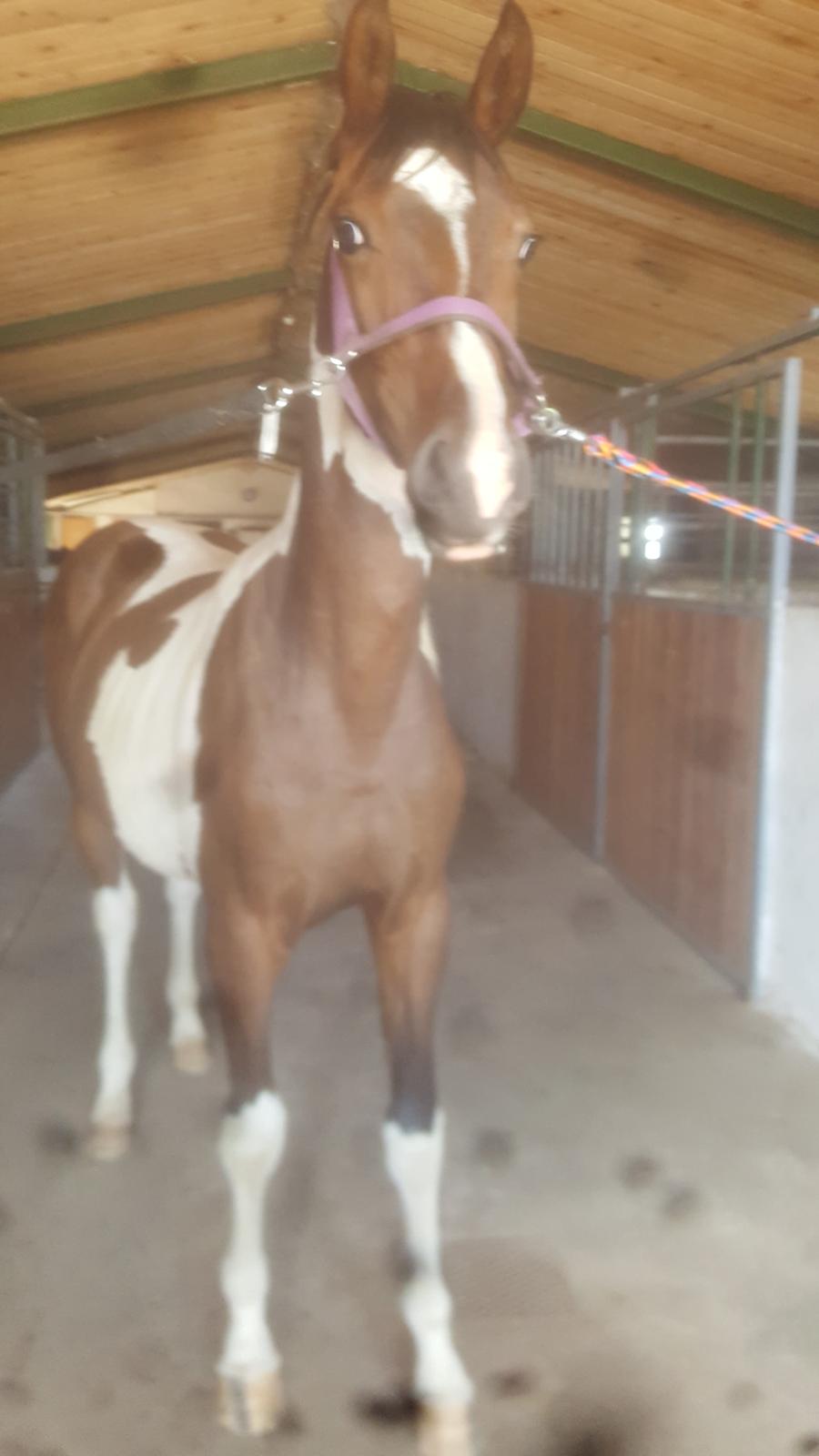 Pinto Solgårdens Liva billede 1