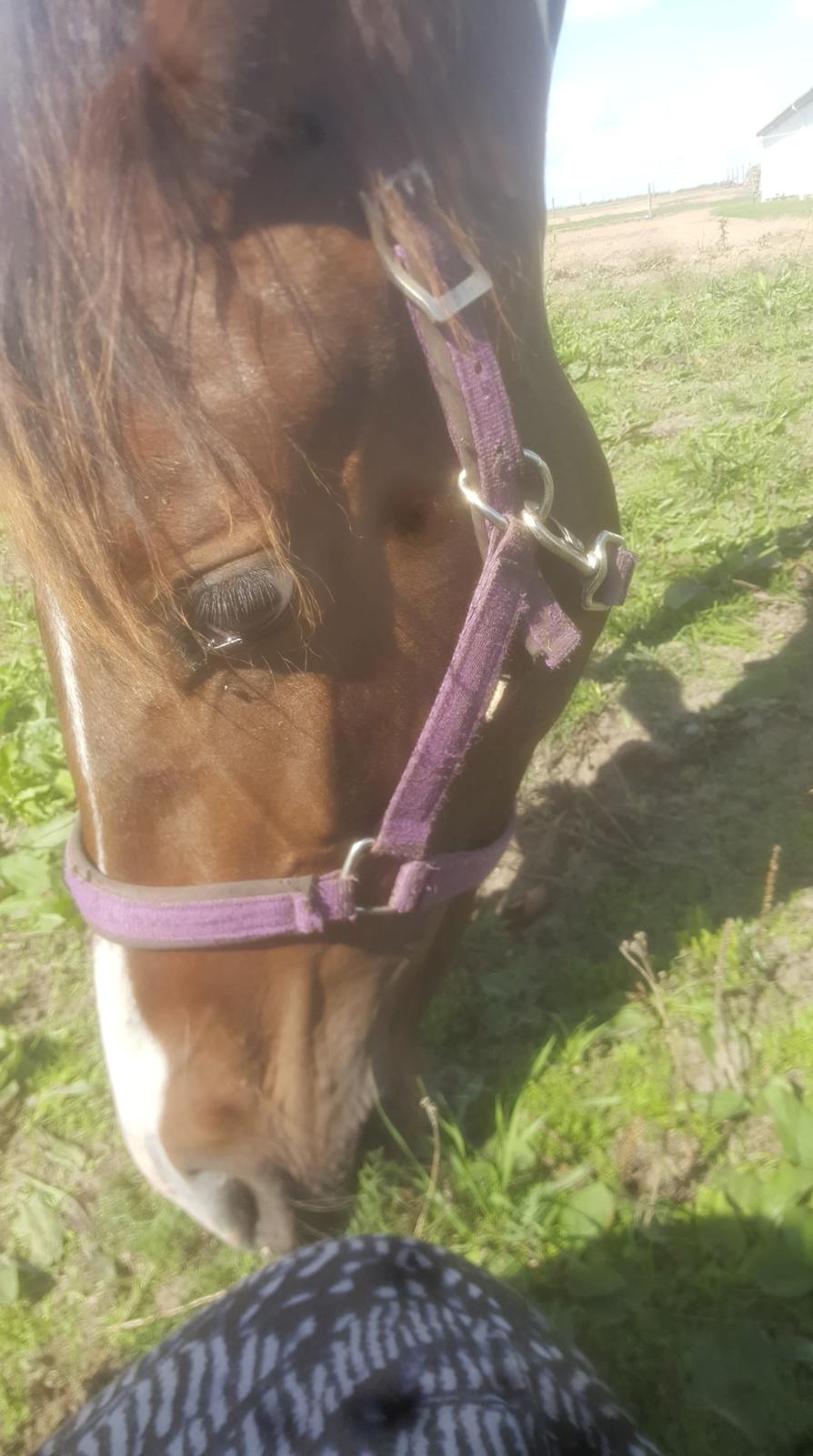 Pinto Solgårdens Liva billede 2