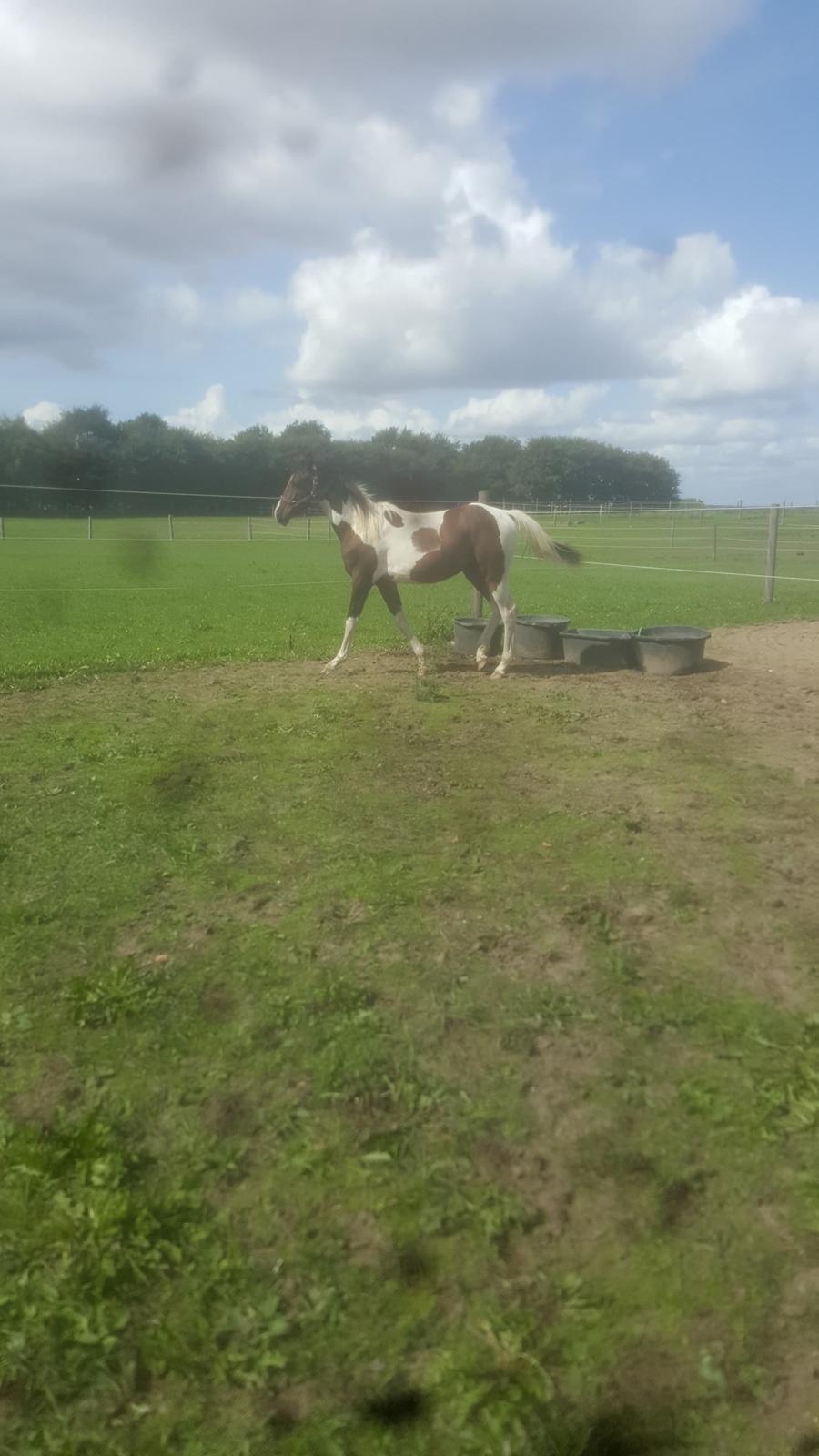 Pinto Solgårdens Liva billede 3