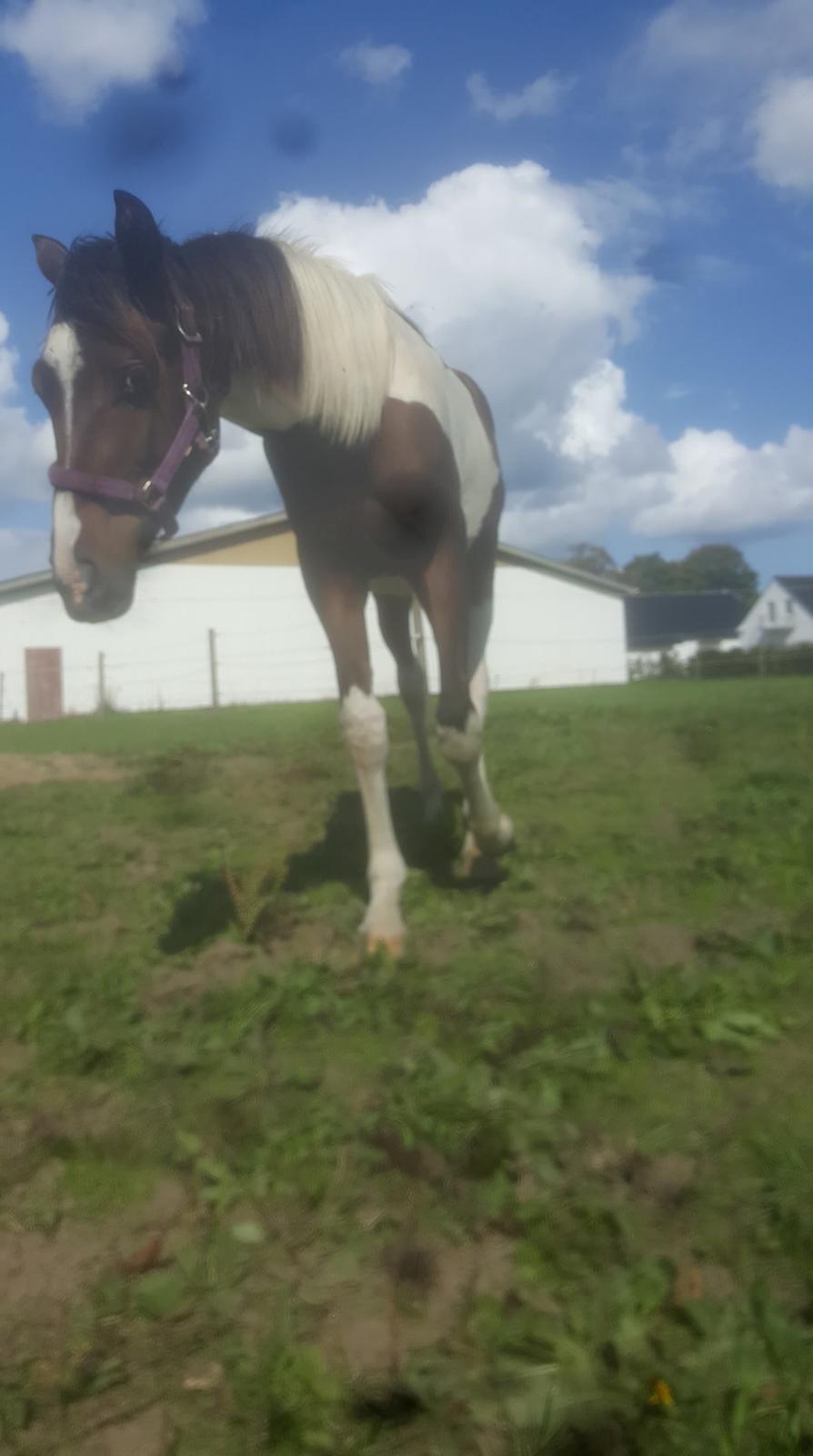 Pinto Solgårdens Liva billede 4