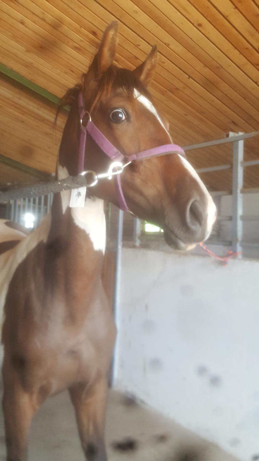 Pinto Solgårdens Liva billede 5