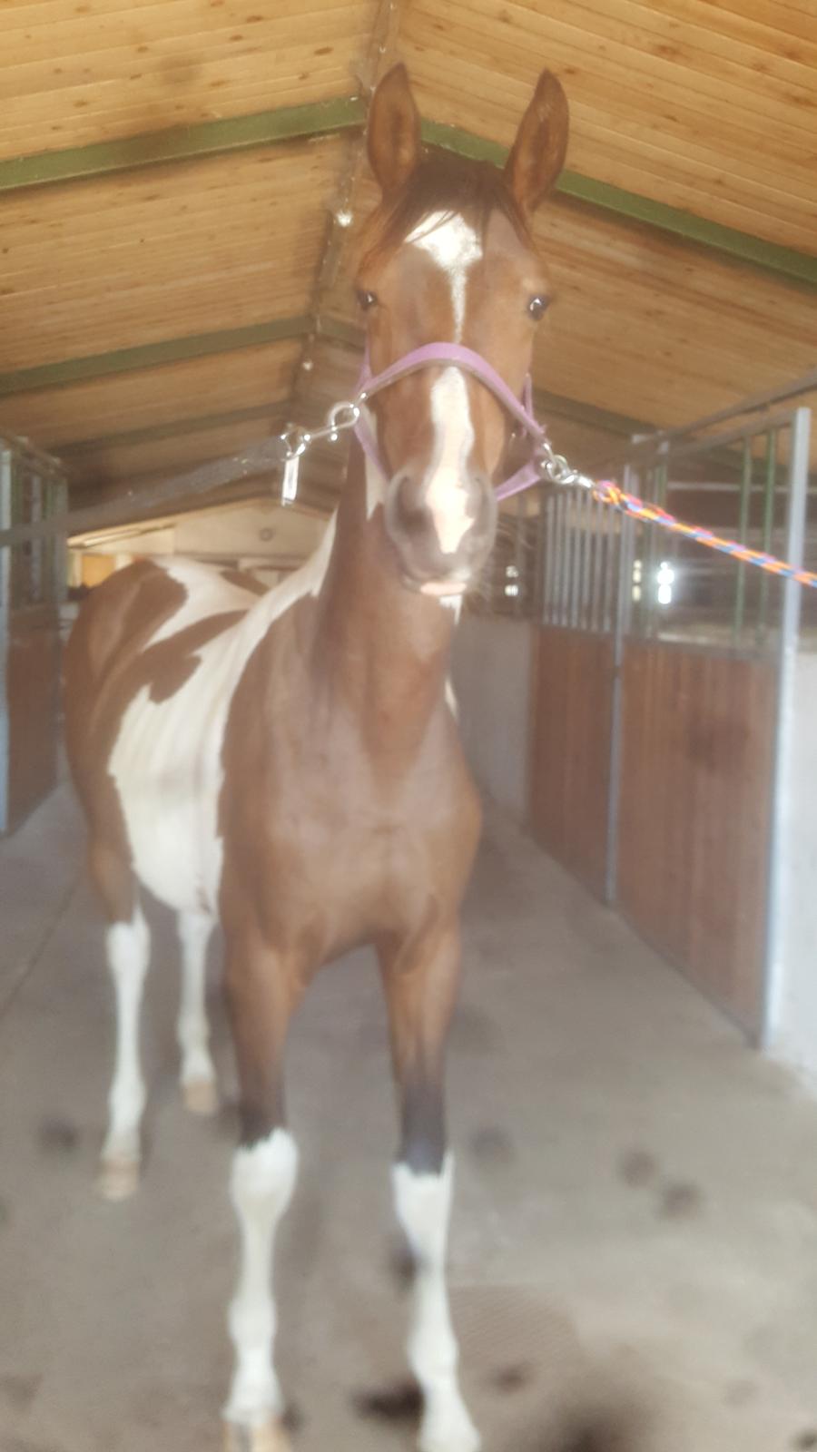 Pinto Solgårdens Liva billede 6