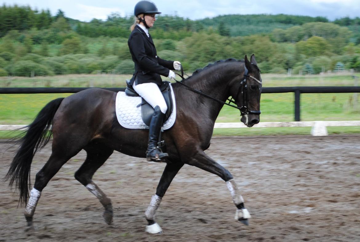 Dansk Varmblod Curly Ladegaard <3 billede 4