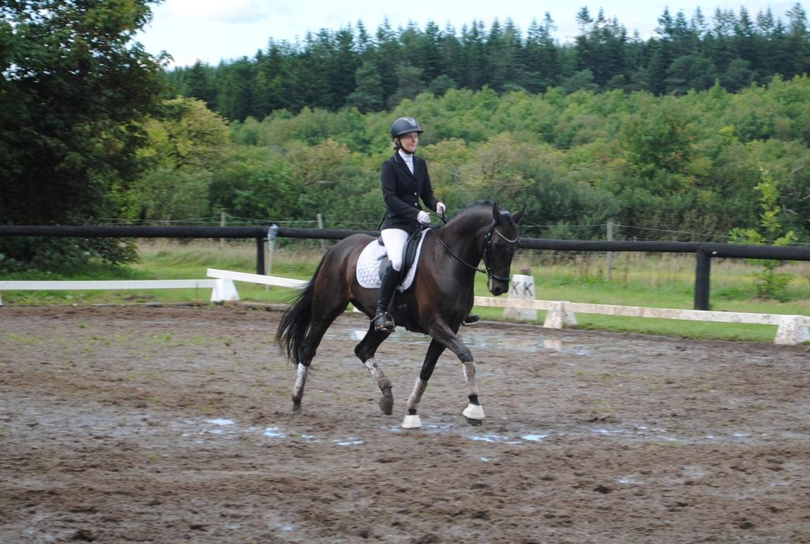 Dansk Varmblod Curly Ladegaard <3 billede 3