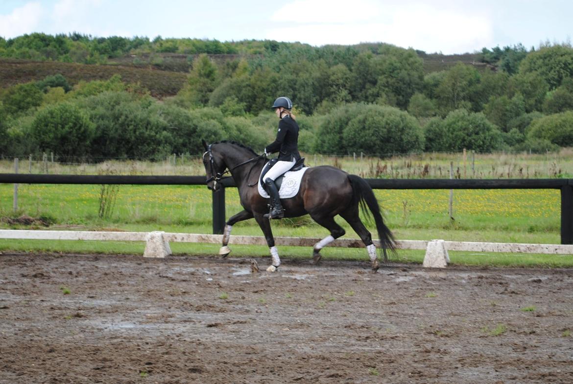 Dansk Varmblod Curly Ladegaard <3 billede 7