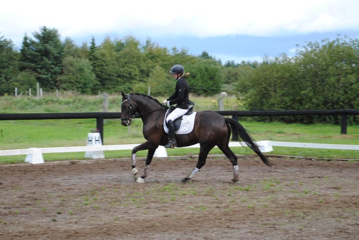 Dansk Varmblod Curly Ladegaard <3 billede 6