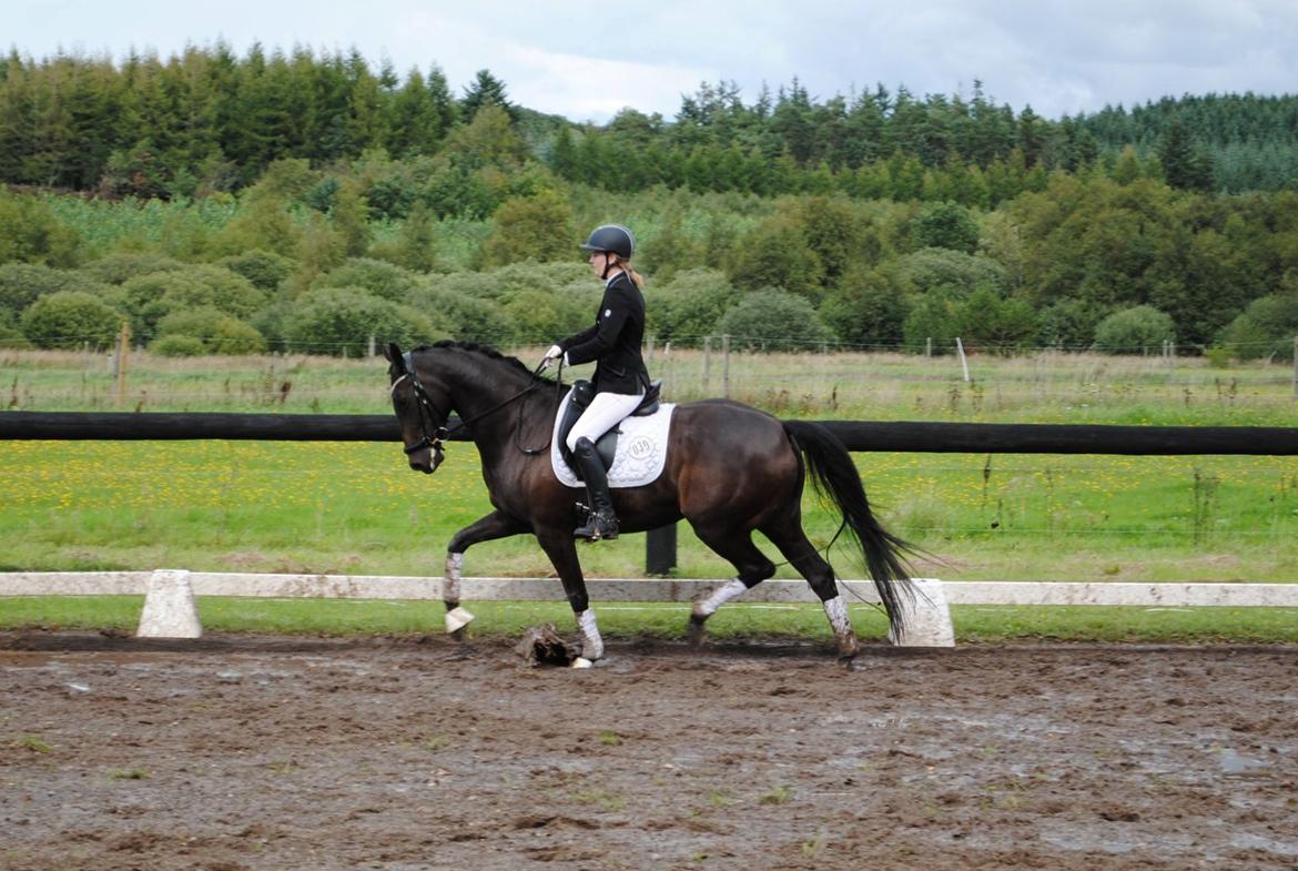 Dansk Varmblod Curly Ladegaard <3 billede 5