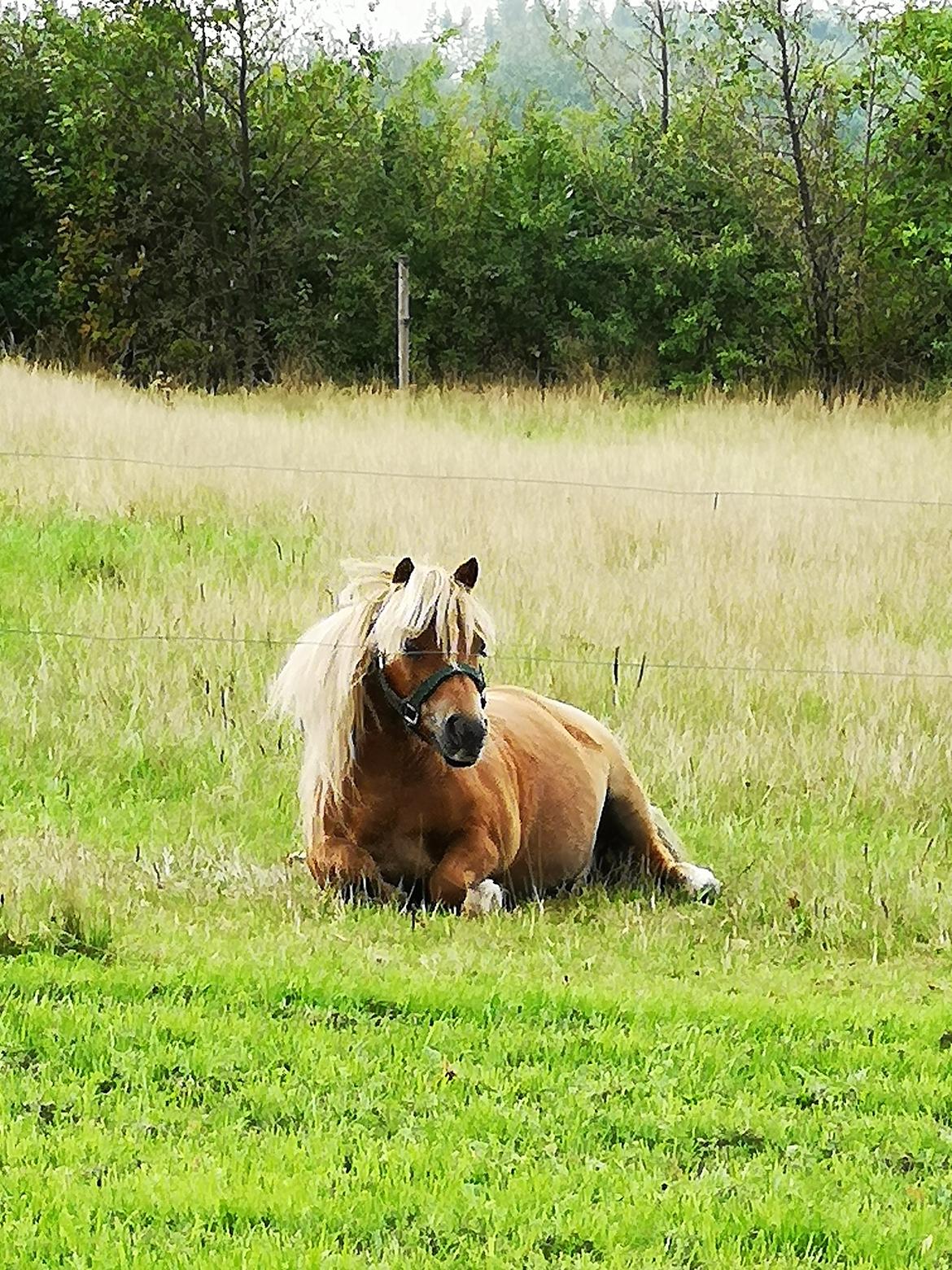 Shetlænder » Highlanders Rose « billede 10