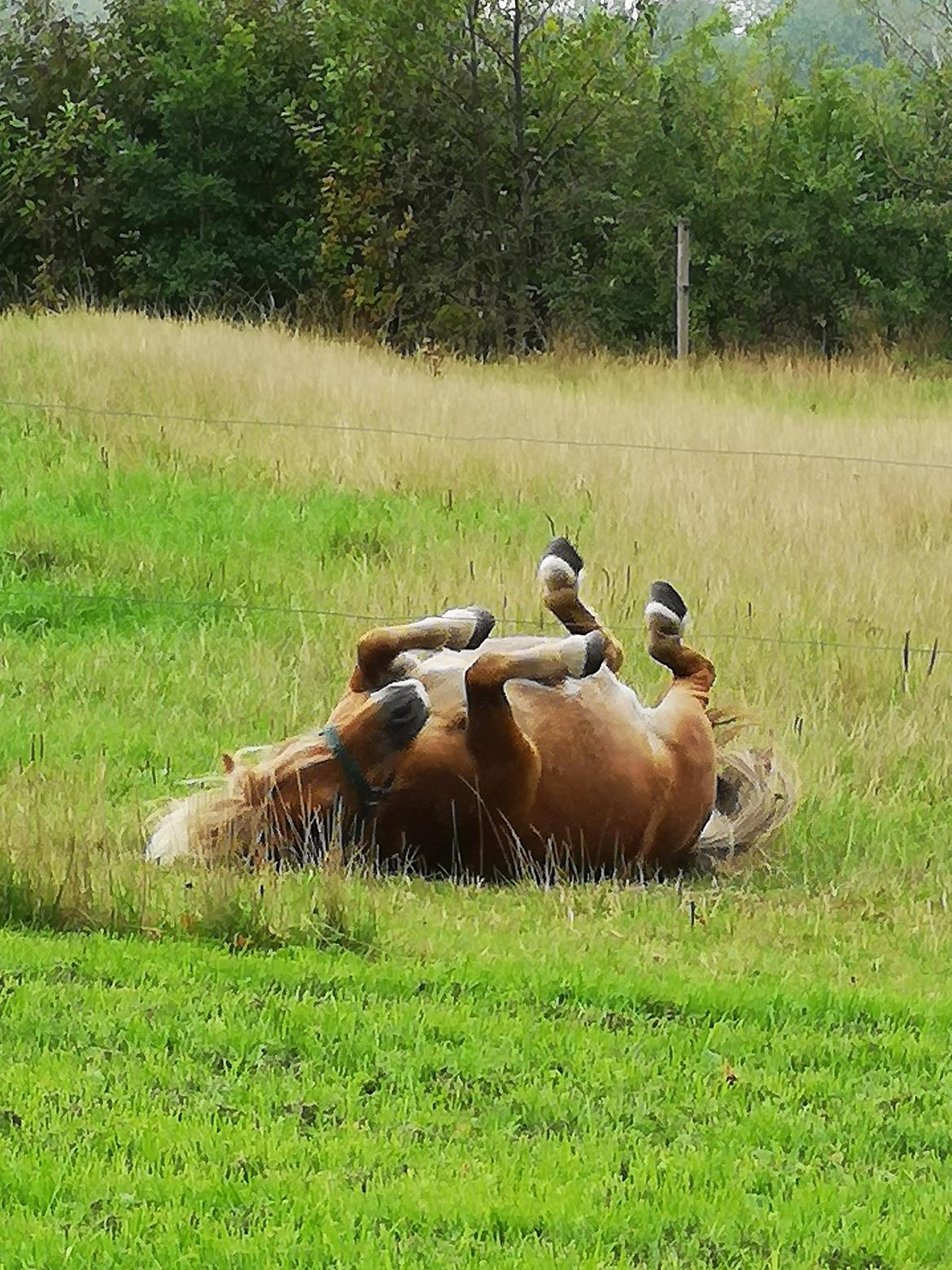 Shetlænder » Highlanders Rose « billede 11