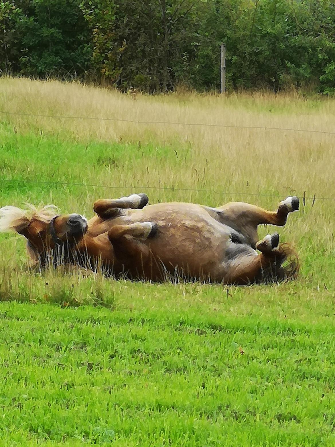 Shetlænder » Highlanders Rose « billede 14