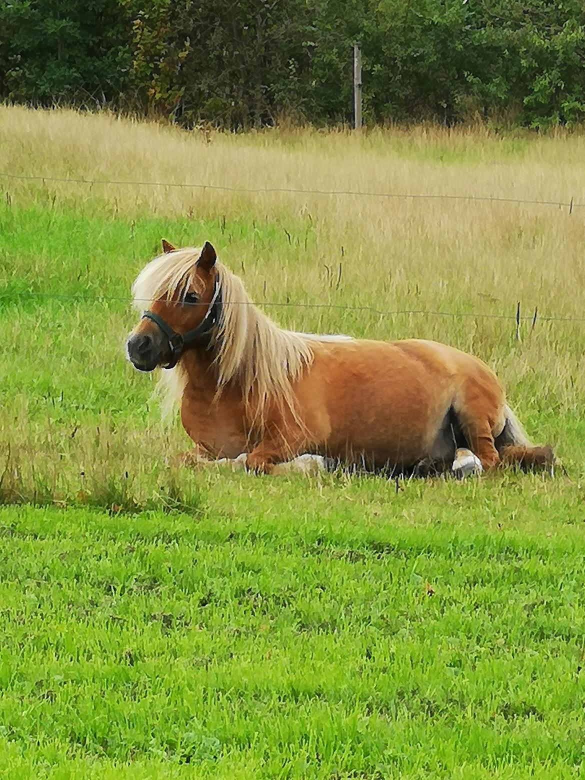 Shetlænder » Highlanders Rose « billede 17
