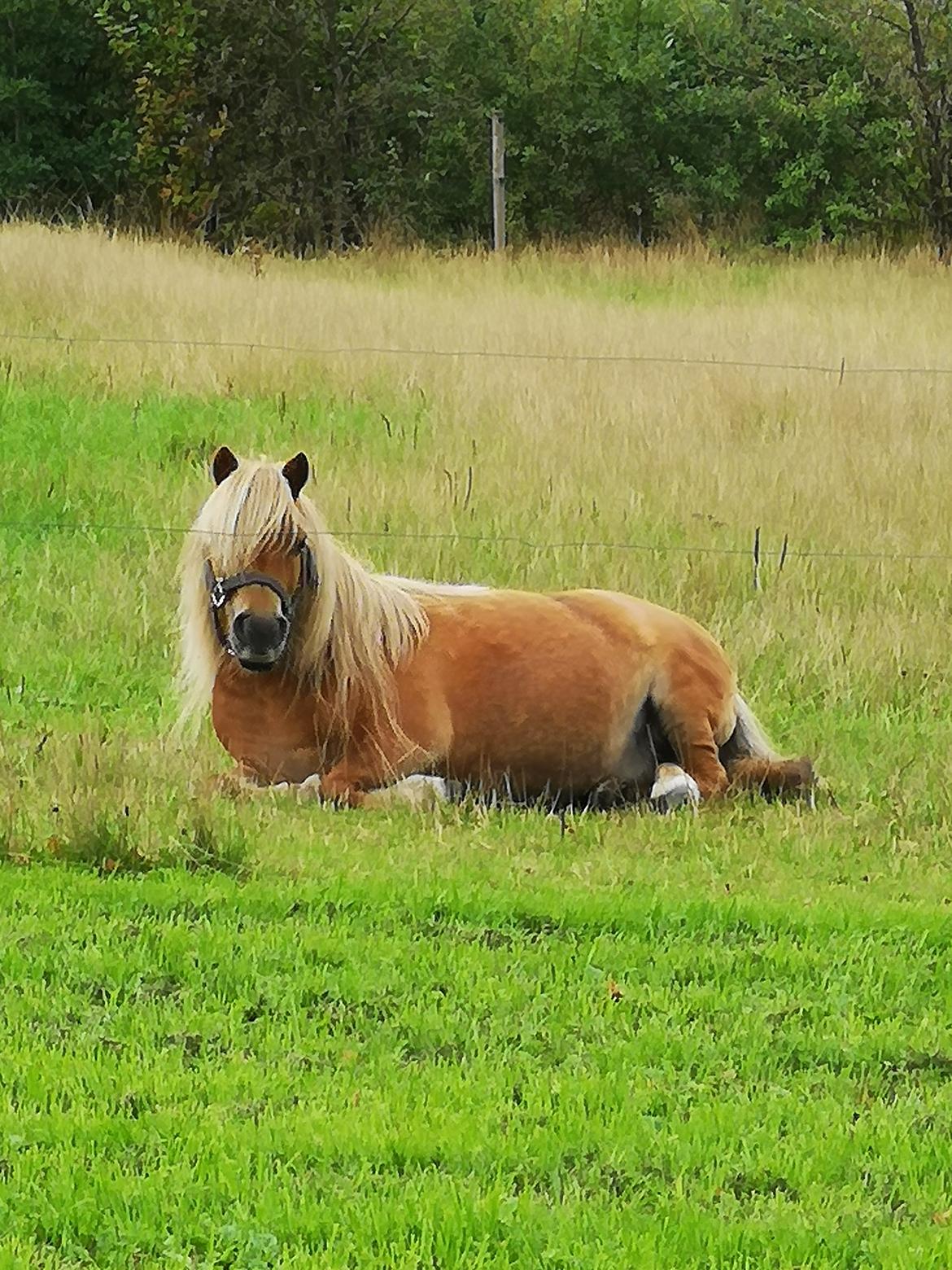 Shetlænder » Highlanders Rose « billede 16