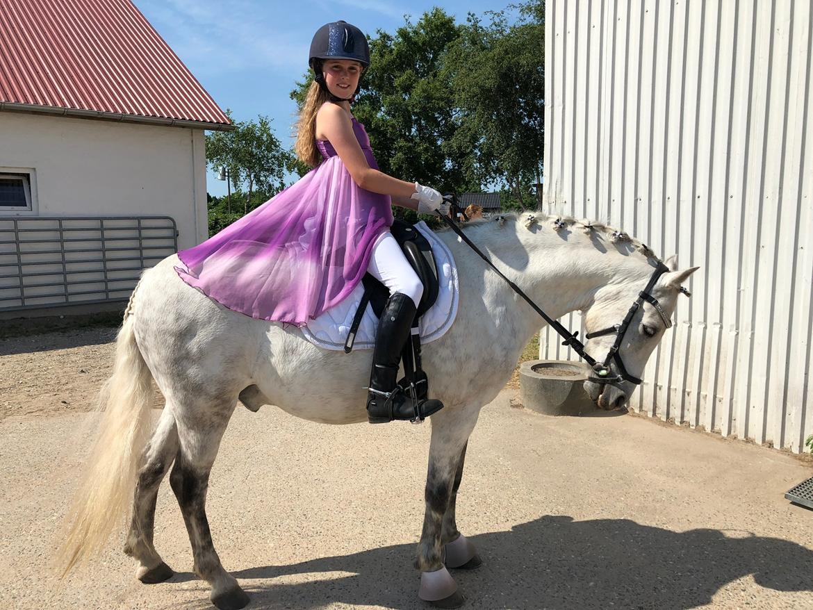 Welsh Pony (sec B) Bakkegaarden's Sputnik billede 9