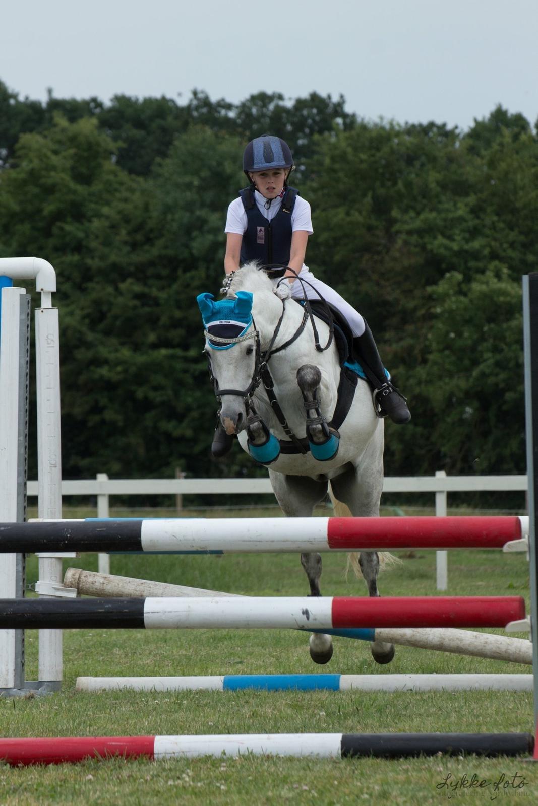 Welsh Pony (sec B) Bakkegaarden's Sputnik billede 10