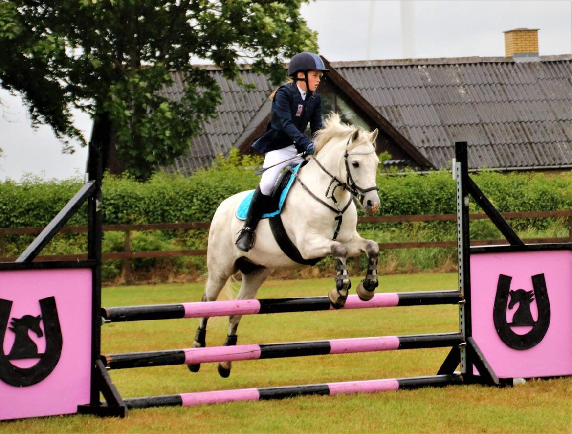 Welsh Pony (sec B) Bakkegaarden's Sputnik billede 13