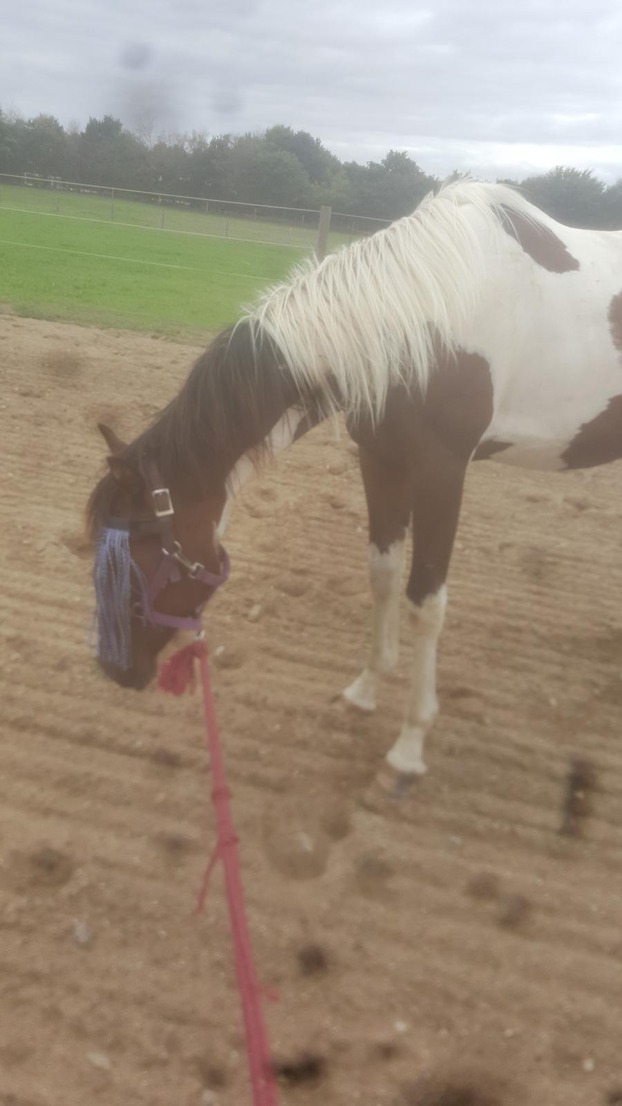 Pinto Solgårdens Liva billede 7