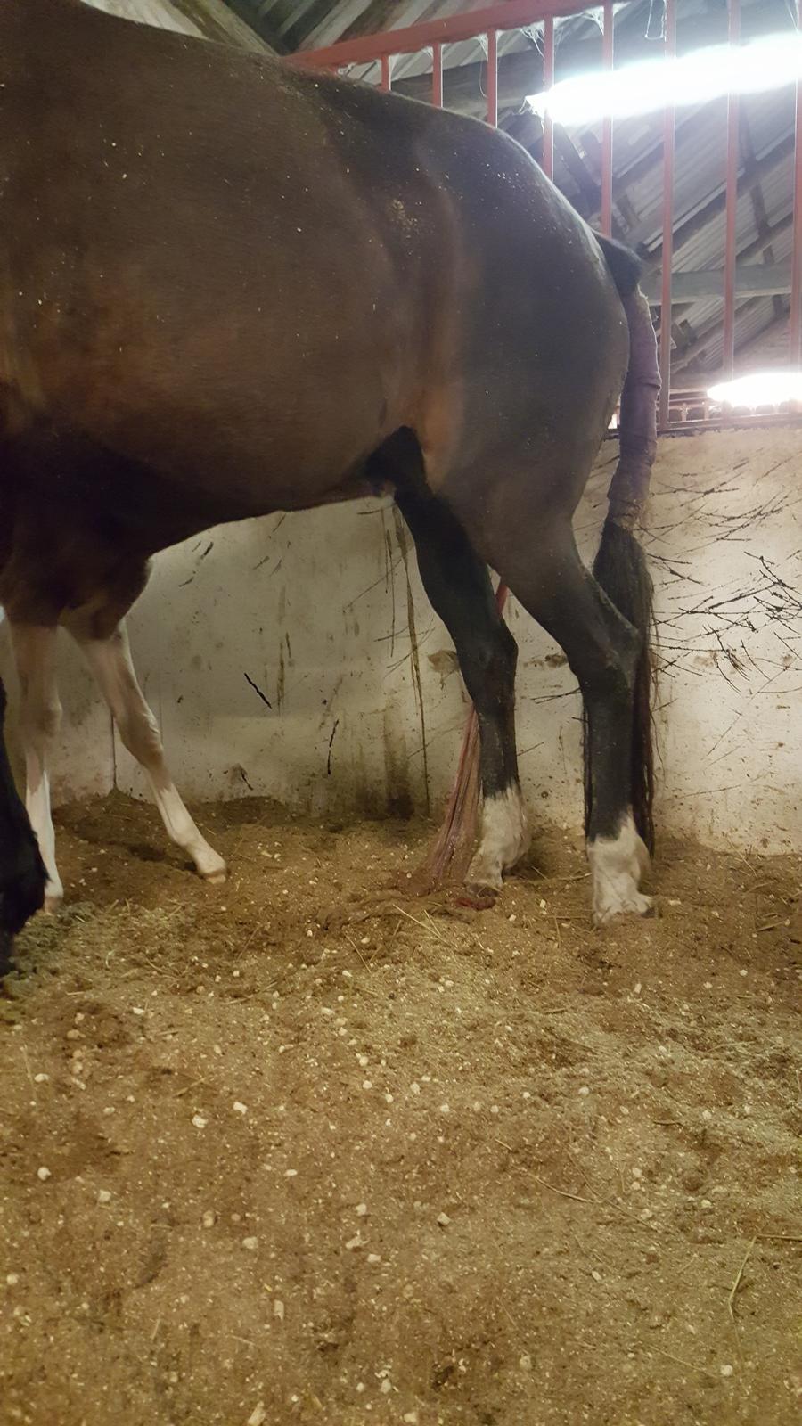 Welsh Partbred (Sec F) Struntze´s Glowing Power RSDH 878 - Hun prøver og finde mælkebaren billede 30