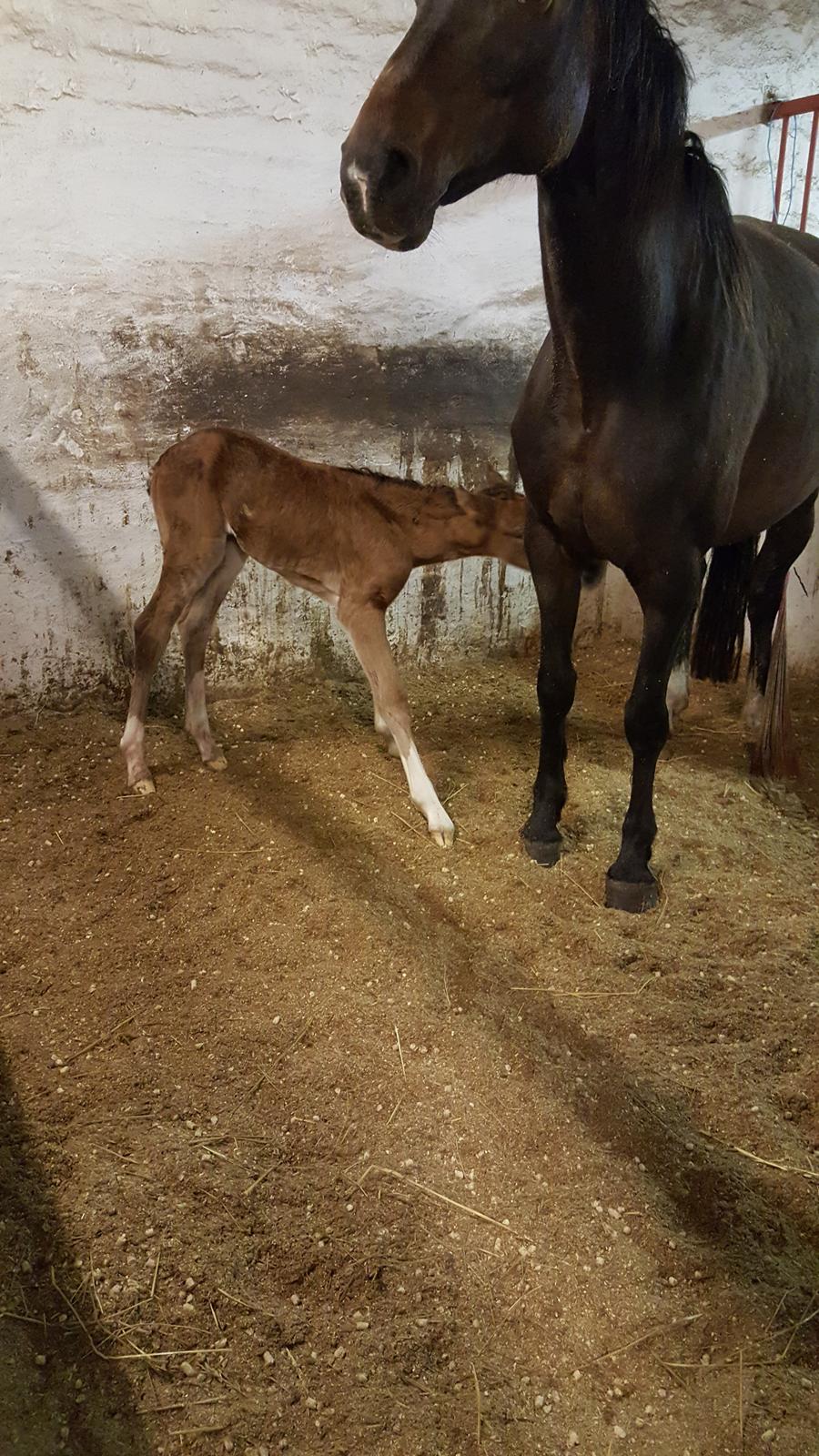 Welsh Partbred (Sec F) Struntze´s Glowing Power RSDH 878 - Hun prøver og finde mælkebaren billede 31