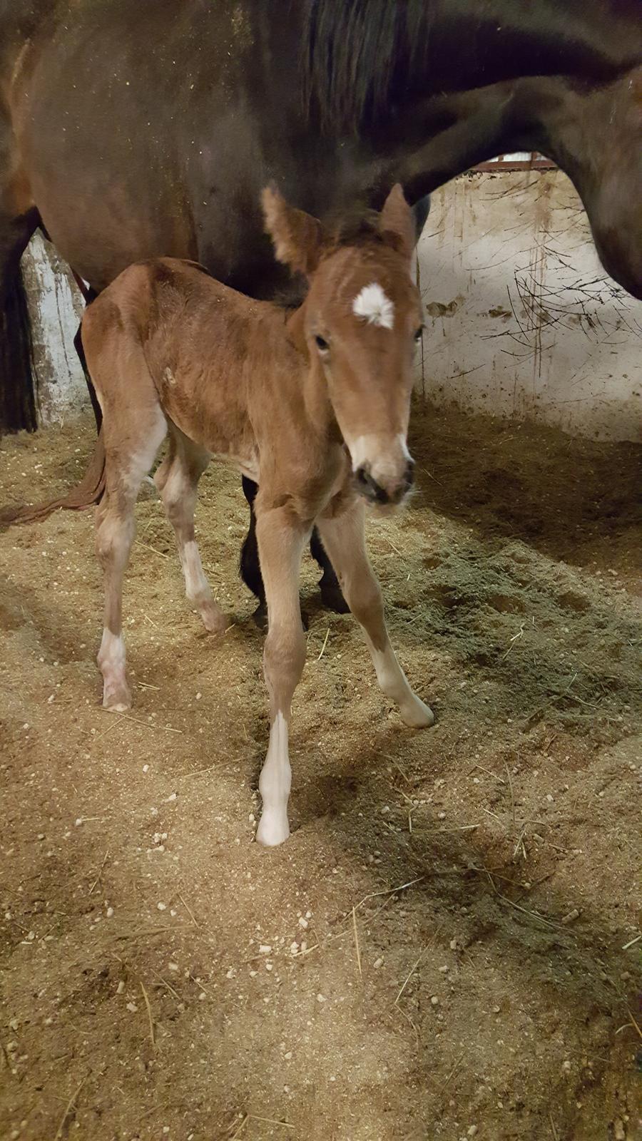 Welsh Partbred (Sec F) Struntze´s Glowing Power RSDH 878 billede 32