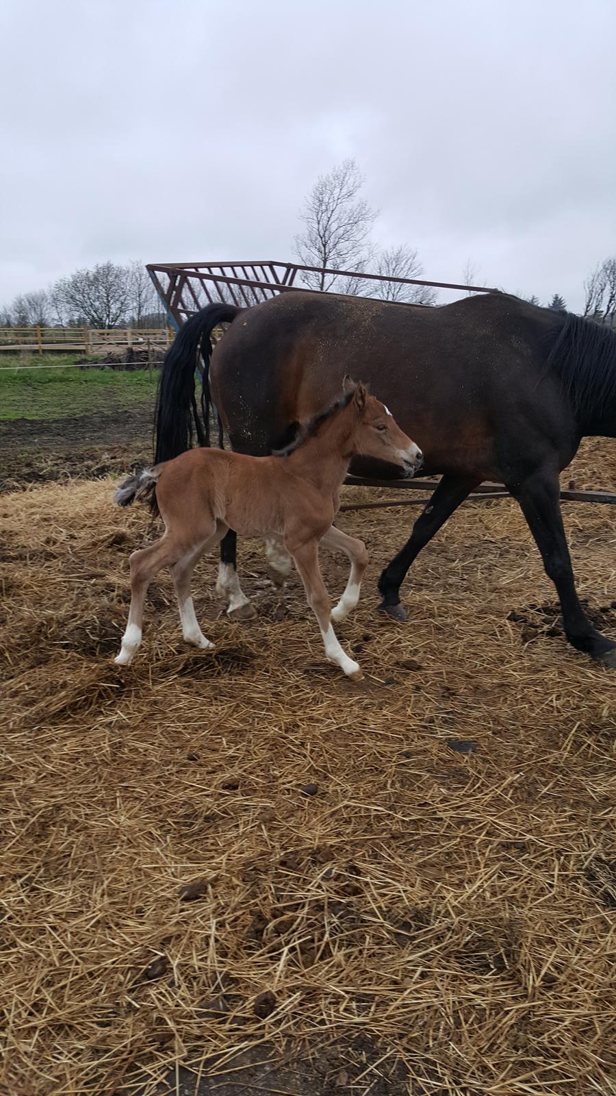 Welsh Partbred (Sec F) Struntze´s Glowing Power RSDH 878 - Første dag på fold sammen med mor billede 16