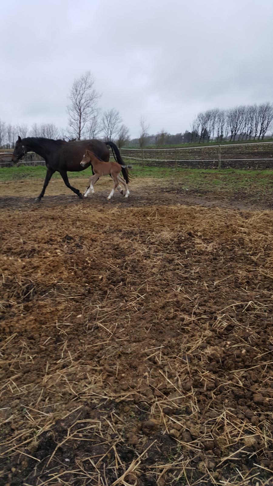 Welsh Partbred (Sec F) Struntze´s Glowing Power RSDH 878 - Første dag på fold sammen med mor billede 25