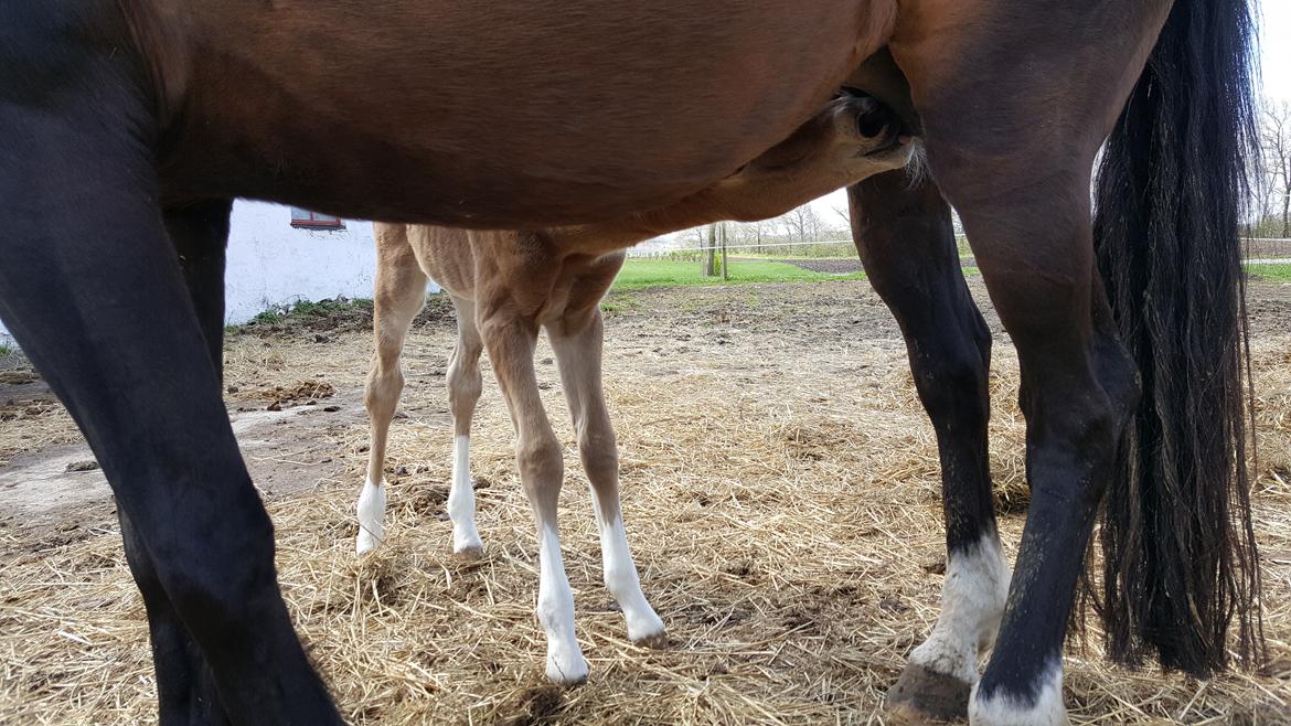 Welsh Partbred (Sec F) Struntze´s Glowing Power RSDH 878 billede 28