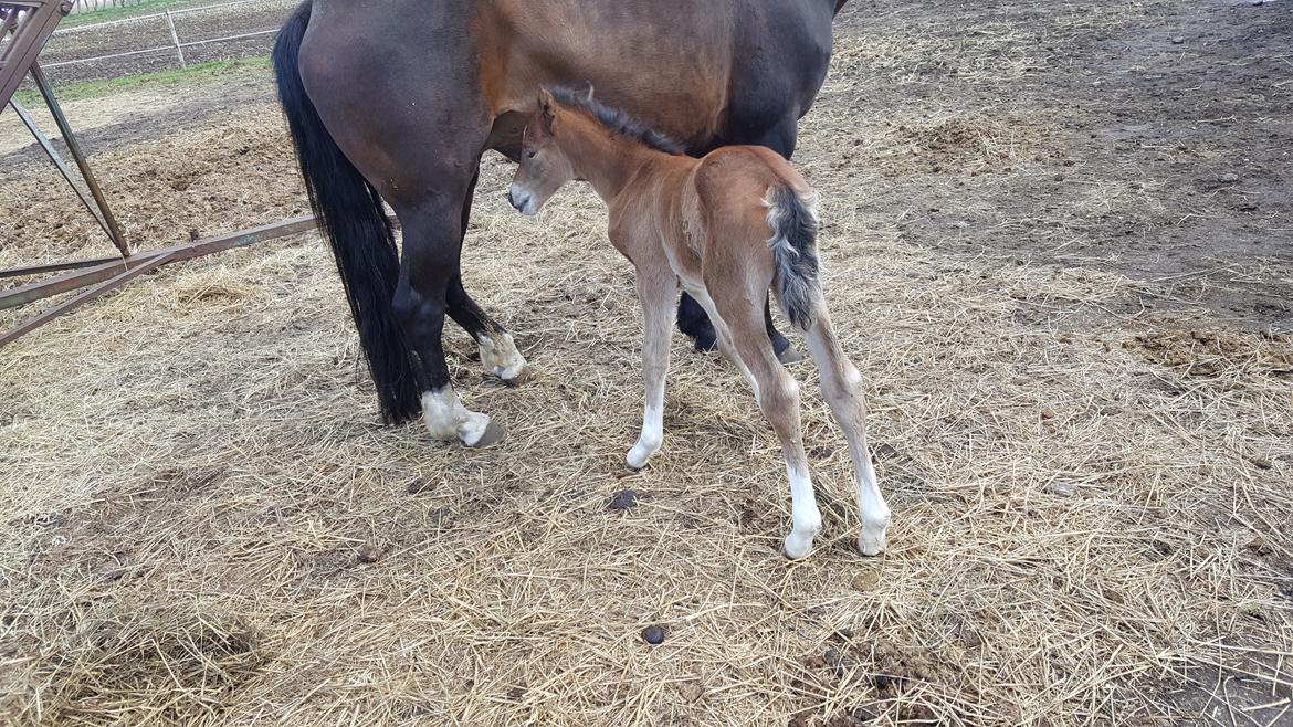 Welsh Partbred (Sec F) Struntze´s Glowing Power RSDH 878 billede 21