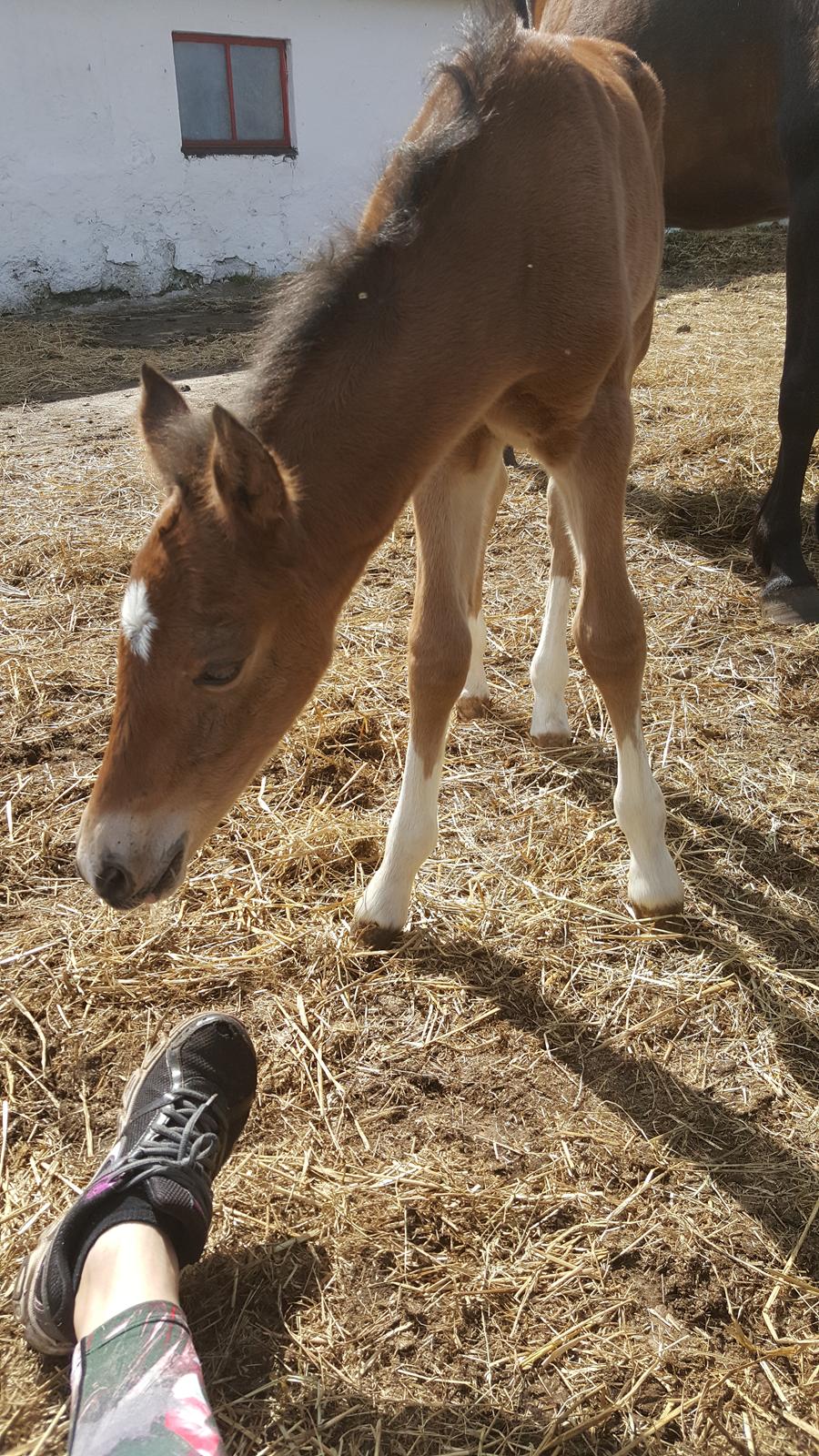 Welsh Partbred (Sec F) Struntze´s Glowing Power RSDH 878 billede 23