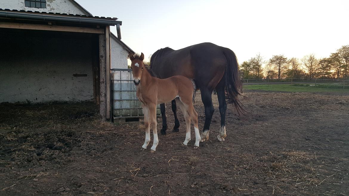 Welsh Partbred (Sec F) Struntze´s Glowing Power RSDH 878 billede 24
