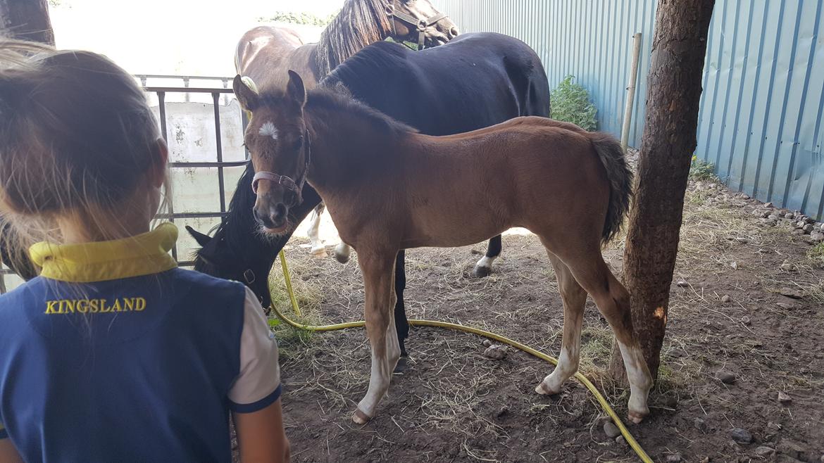 Welsh Partbred (Sec F) Struntze´s Glowing Power RSDH 878 - Filippa og jeg er en tur i engen og se til ponyerne , og så skal Tulle da lige sige hej  billede 14