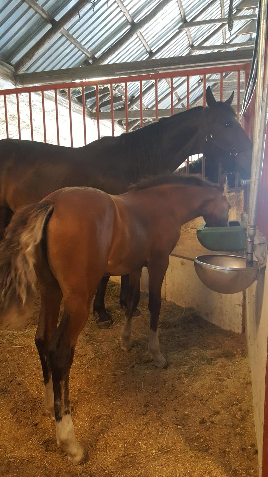 Welsh Partbred (Sec F) Struntze´s Glowing Power RSDH 878 - Tulle vil også meget gerne spise sin mors mad billede 17