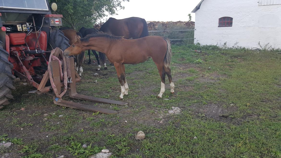 Welsh Partbred (Sec F) Struntze´s Glowing Power RSDH 878 - Tulle er en nysgerrig pige g undersøger gerne ALT , og en traktor er nu slet ikke farlig billede 10