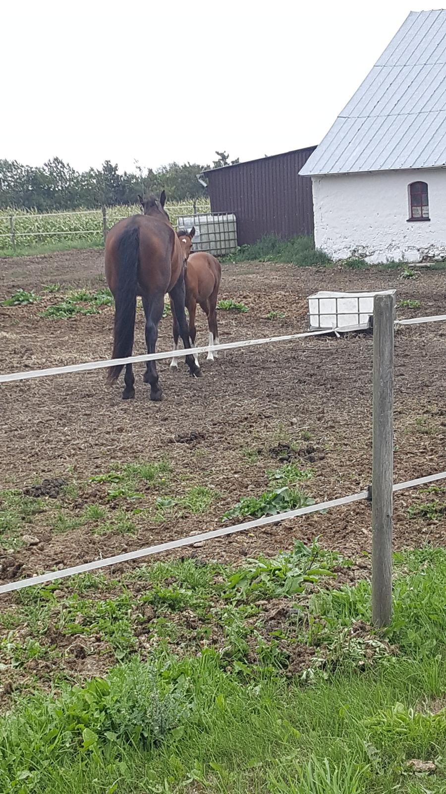 Welsh Partbred (Sec F) Struntze´s Glowing Power RSDH 878 - Polle og Tulle er blevet helt gode venner , og elsker at nusse sammen billede 22