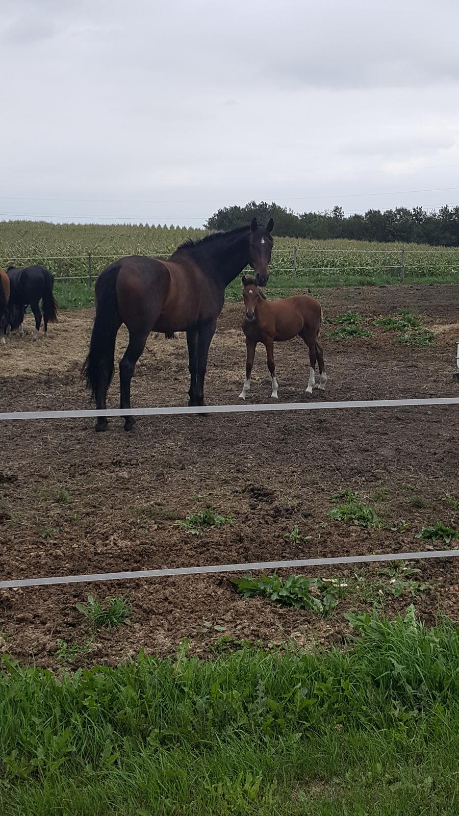 Welsh Partbred (Sec F) Struntze´s Glowing Power RSDH 878 - Polle og Tulle er blevet helt gode venner , og elsker at nusse sammen billede 19