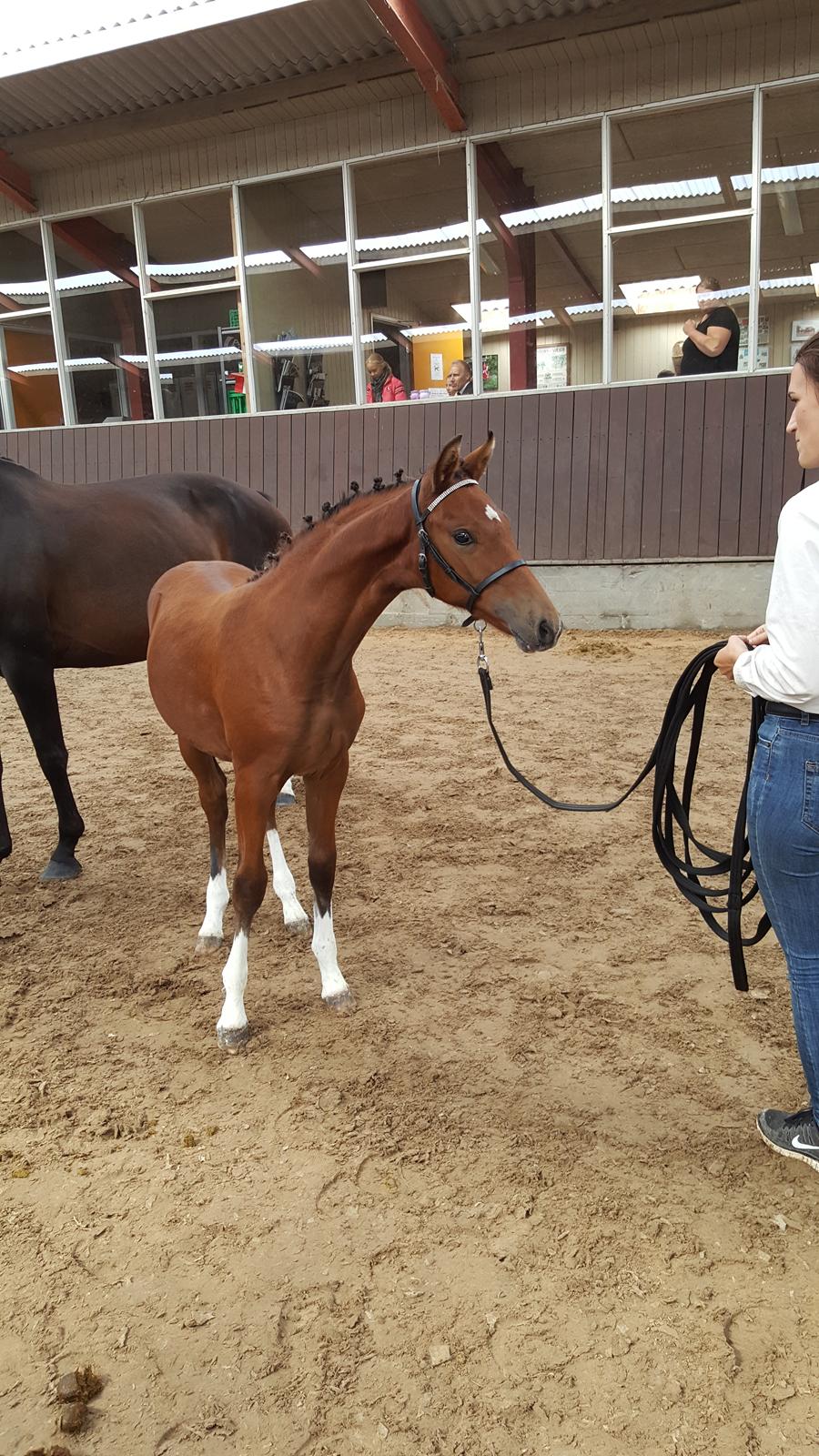 Welsh Partbred (Sec F) Struntze´s Glowing Power RSDH 878 - Følskue 25/8-18 billede 7