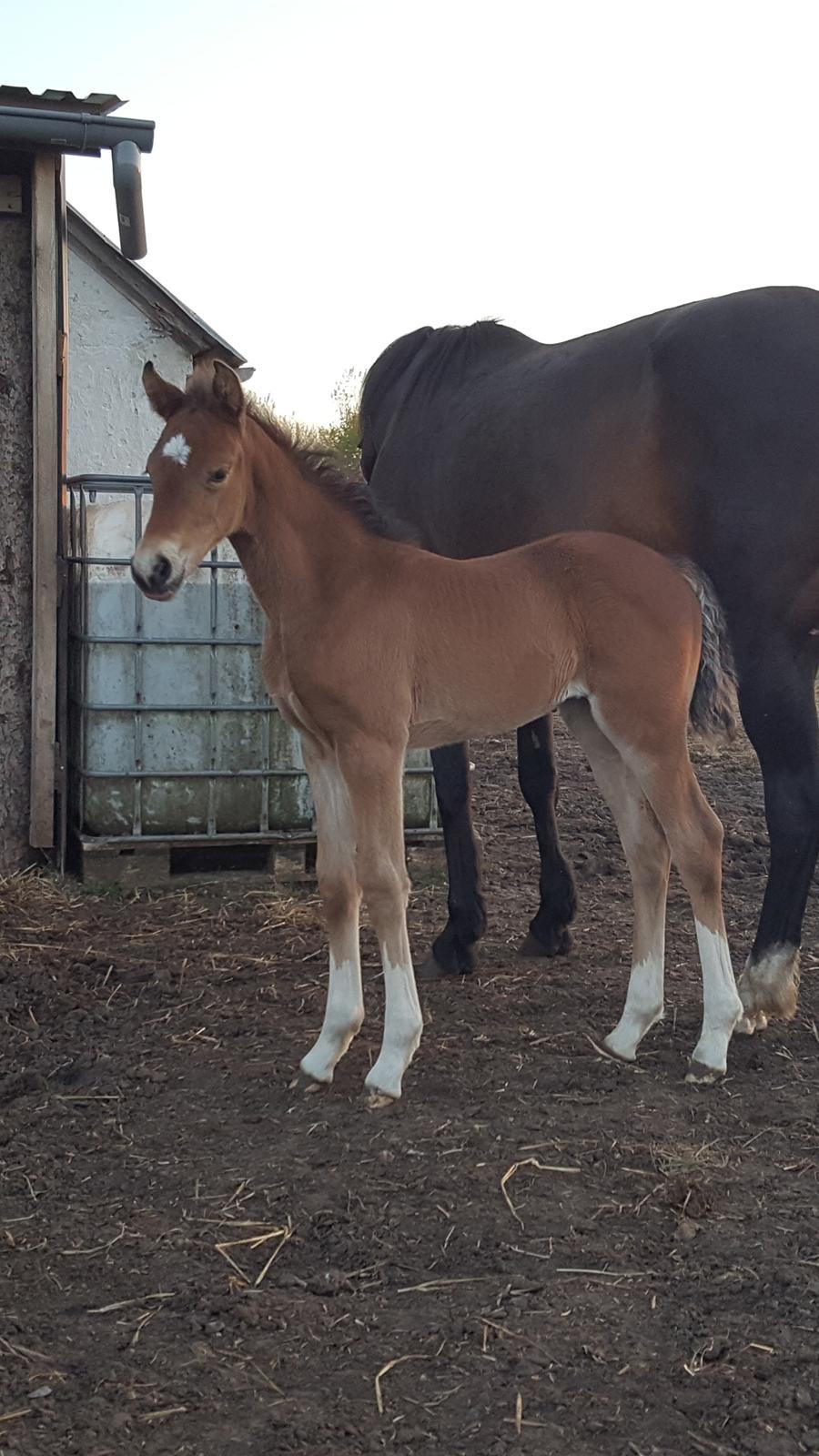 Welsh Partbred (Sec F) Struntze´s Glowing Power RSDH 878 billede 9