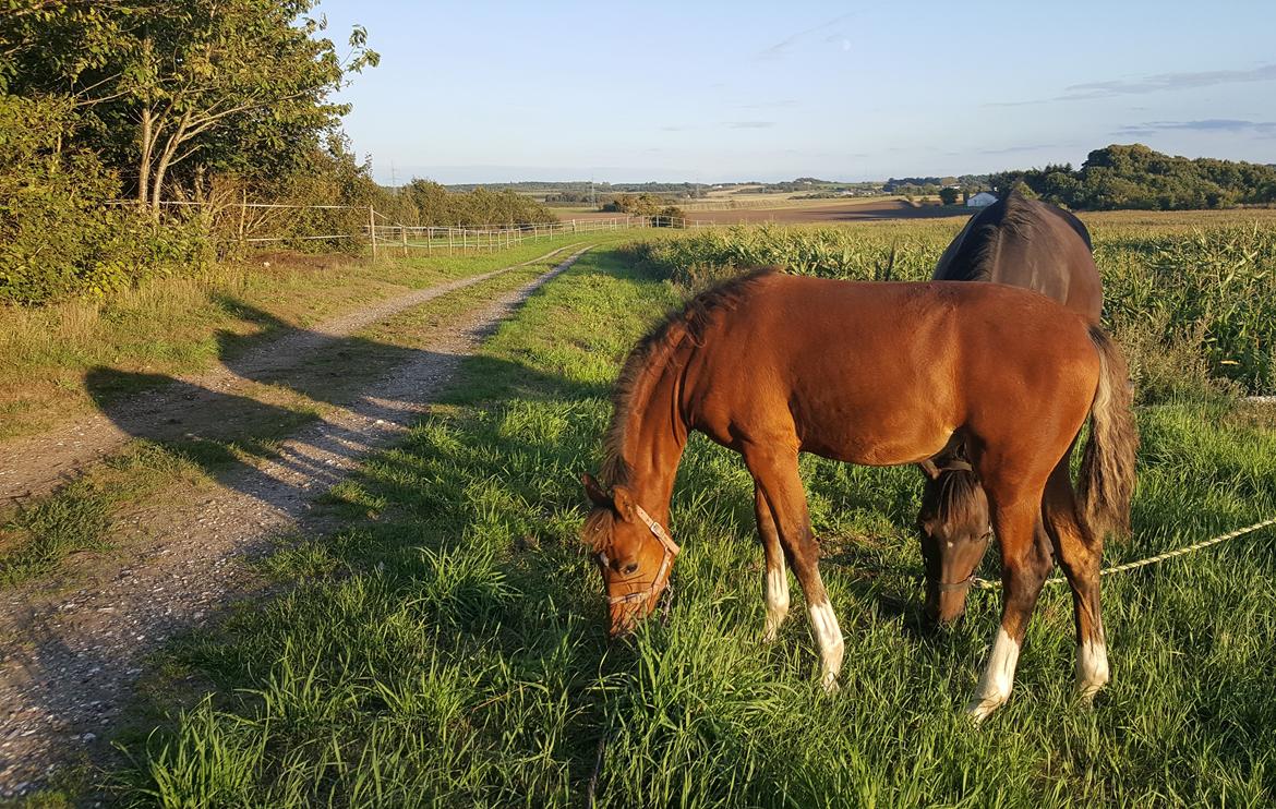 Welsh Partbred (Sec F) Struntze´s Glowing Power RSDH 878 - Efter en aften trænings gåtur op til følskue bliver Q og Tulle lige forkælet med lidt lækkert græs billede 11