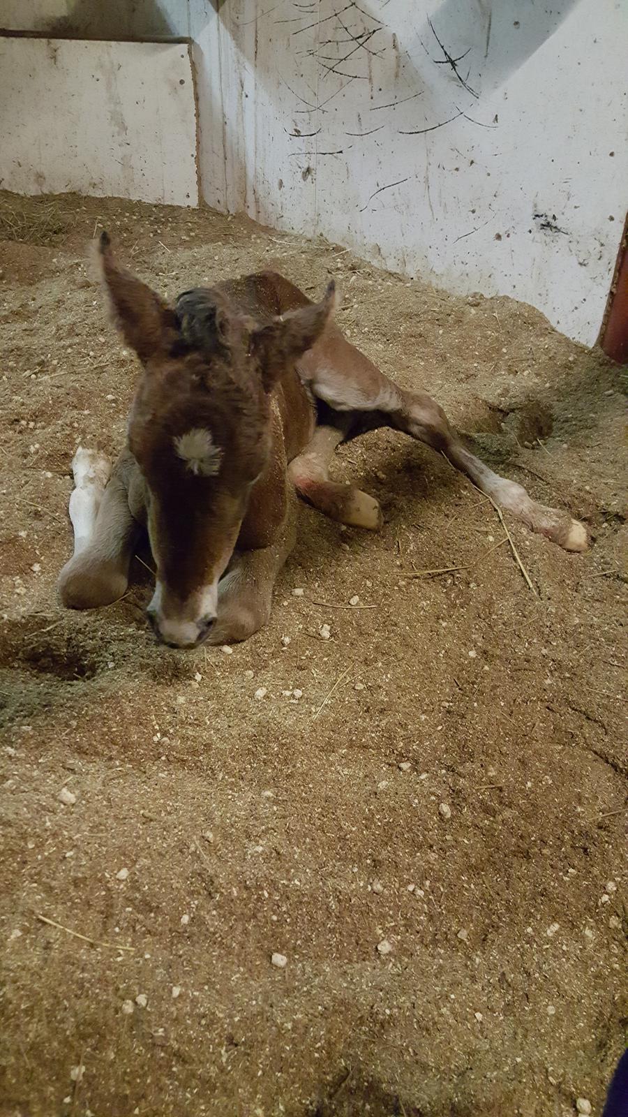 Welsh Partbred (Sec F) Struntze´s Glowing Power RSDH 878 - En træt Tulle der har fået mælk og stået op billede 33