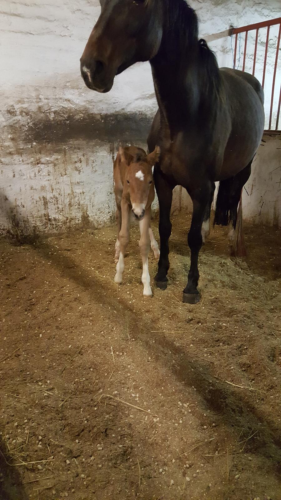 Welsh Partbred (Sec F) Struntze´s Glowing Power RSDH 878 billede 34