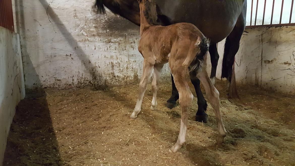 Welsh Partbred (Sec F) Struntze´s Glowing Power RSDH 878 - Tulle få timer efter foling billede 35