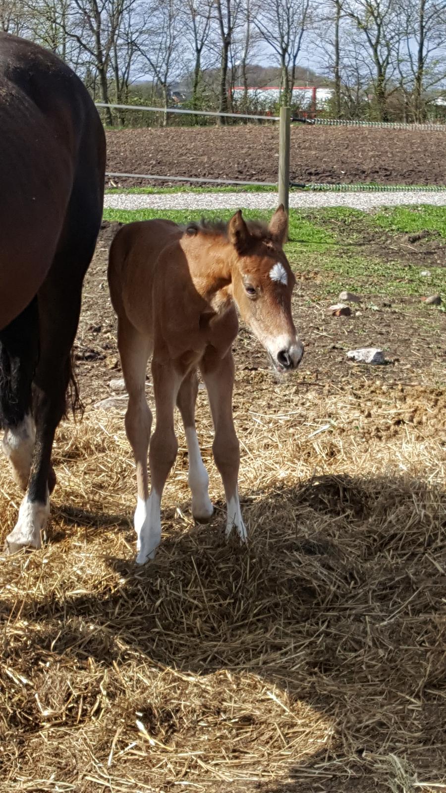 Welsh Partbred (Sec F) Struntze´s Glowing Power RSDH 878 billede 26