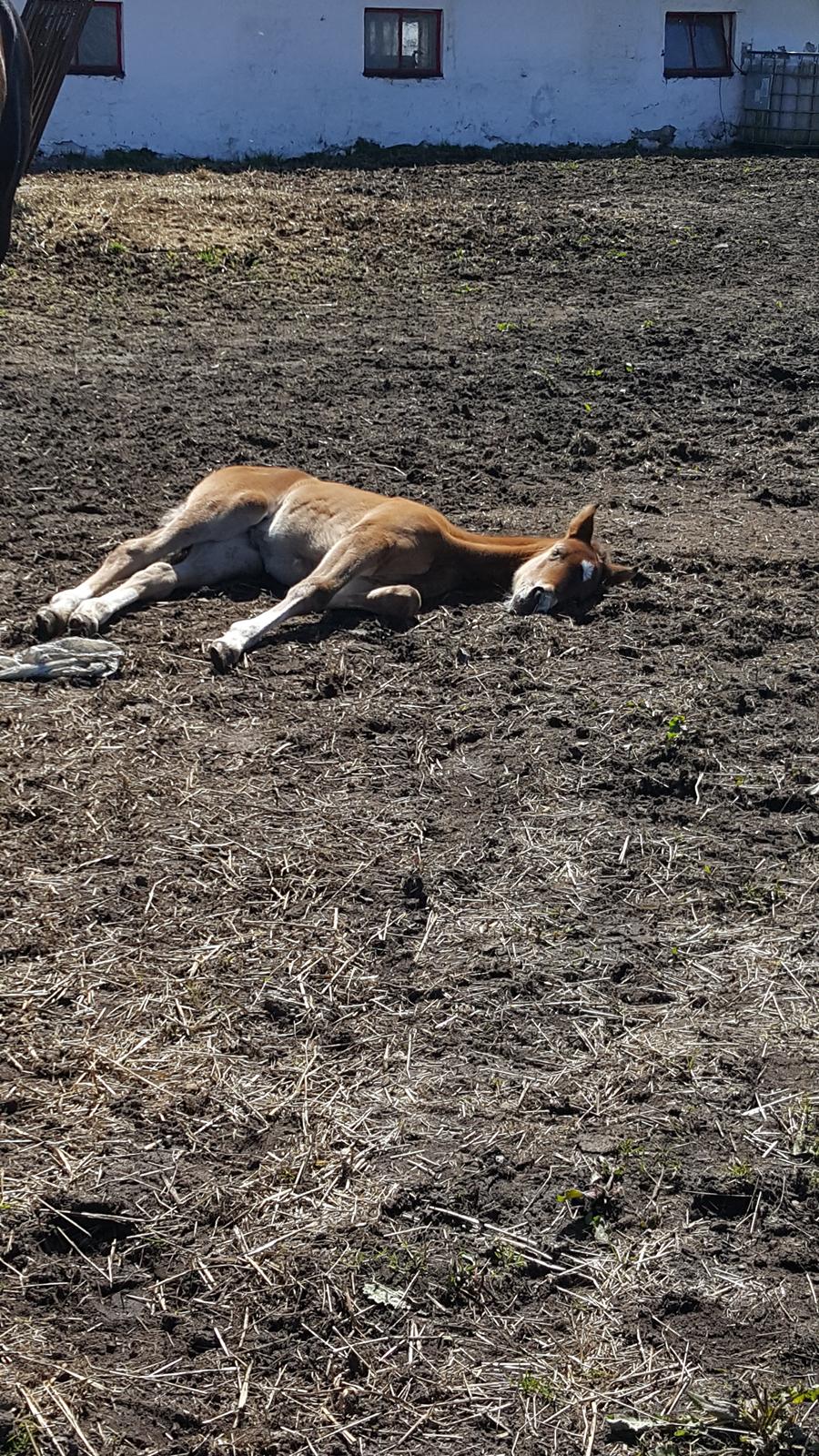 Welsh Partbred (Sec F) Struntze´s Glowing Power RSDH 878 billede 20