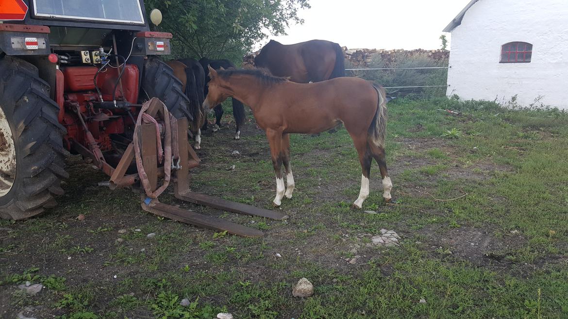 Welsh Partbred (Sec F) Struntze´s Glowing Power RSDH 878 - Tulle er en nysgerrig pige g undersøger gerne ALT , og en traktor er nu slet ikke farlig billede 13