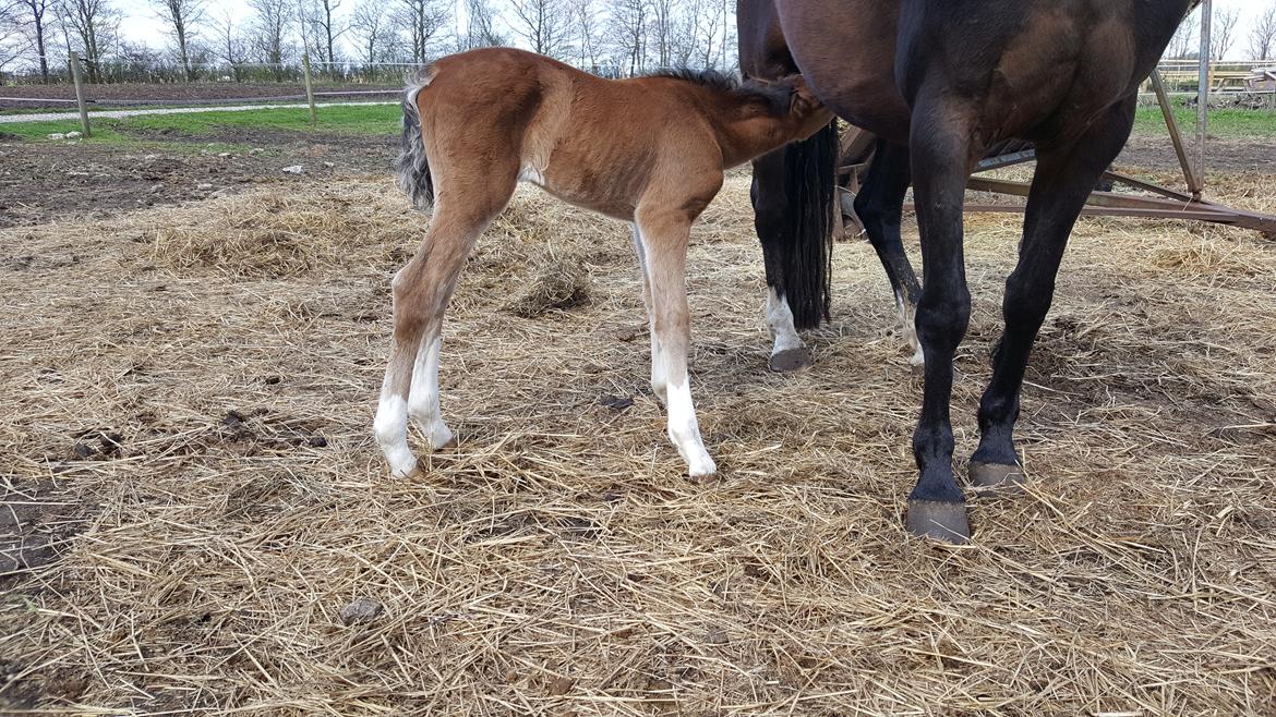 Welsh Partbred (Sec F) Struntze´s Glowing Power RSDH 878 billede 27