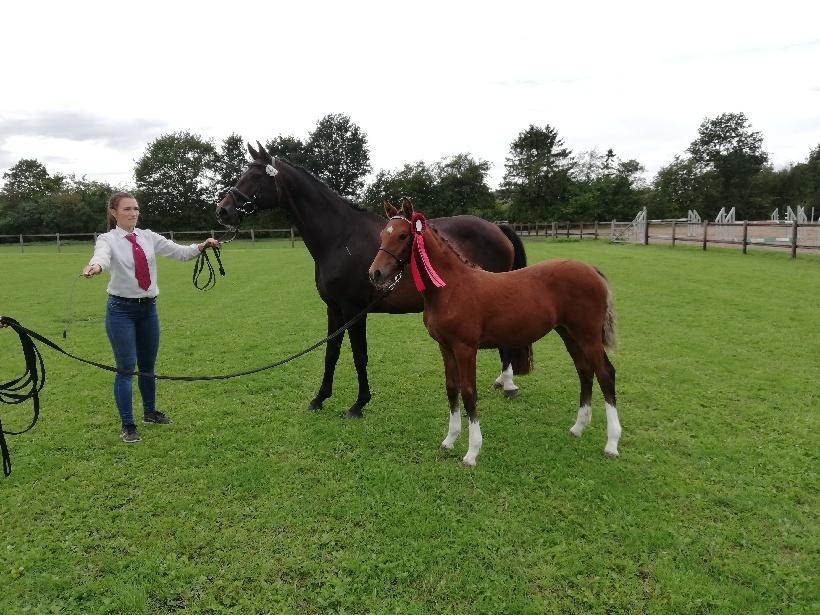 Welsh Partbred (Sec F) Struntze´s Glowing Power RSDH 878 - Følskue 25/8 -18 med en flot rød roset og 9 i Helhed billede 6