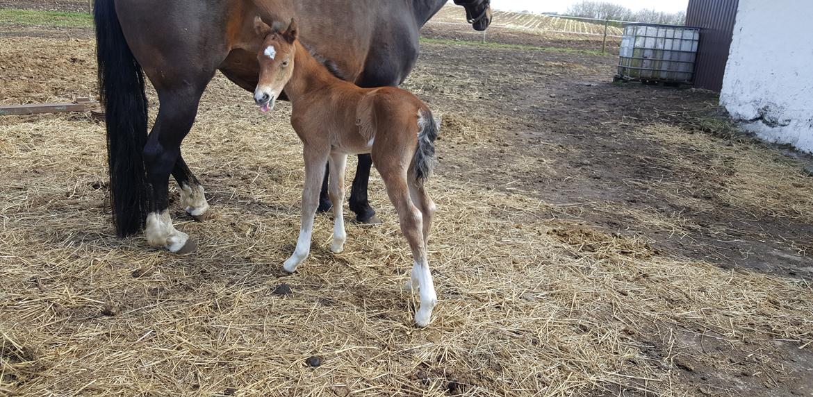 Welsh Partbred (Sec F) Struntze´s Glowing Power RSDH 878 - Efter en lille løbe tur og en mælke tår så rækker Tulle lige tunge billede 18