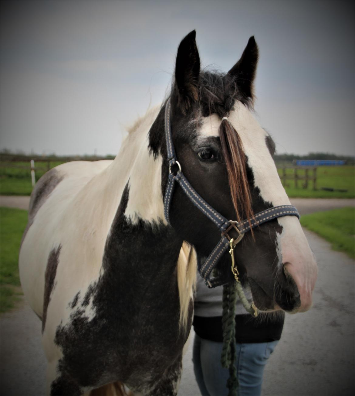 Irish Cob Phoibe - Sensommer 2018 billede 13