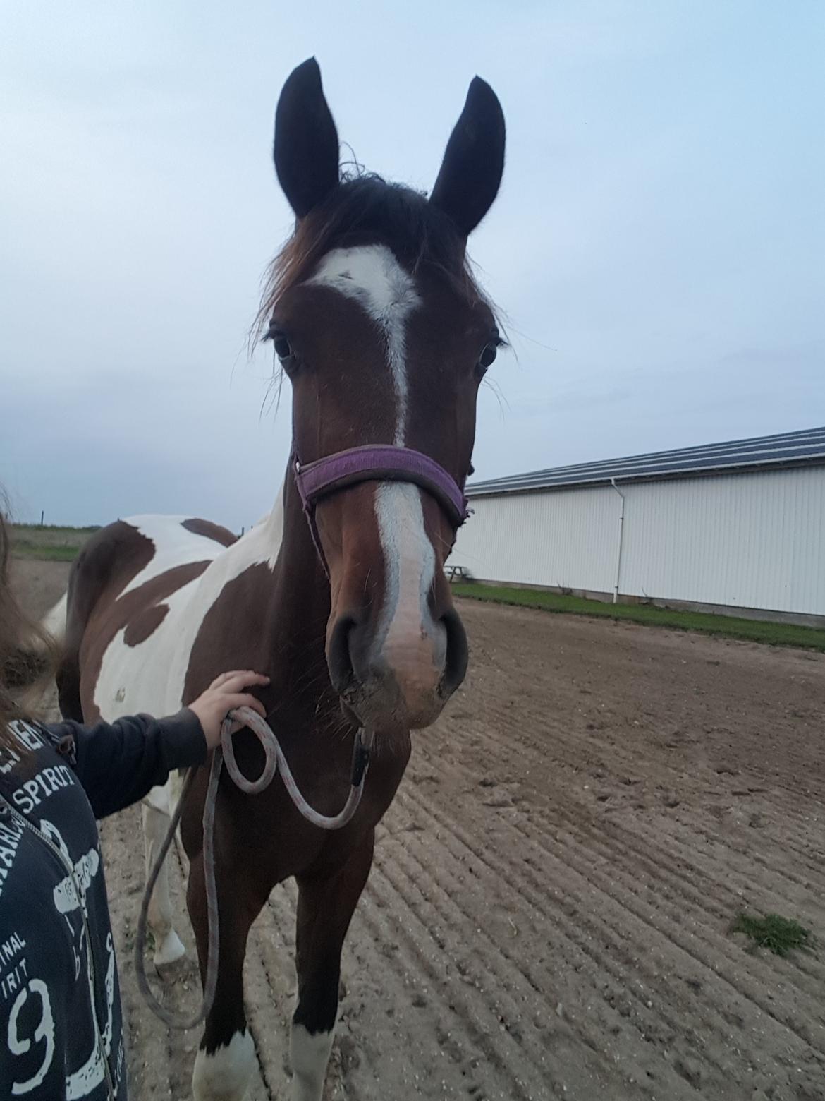 Pinto Solgårdens Liva billede 8