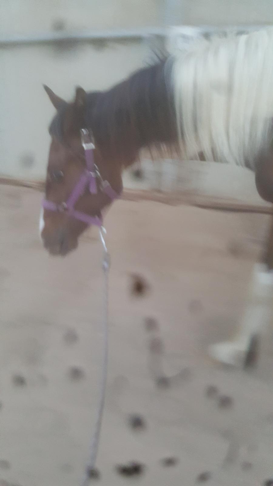 Pinto Solgårdens Liva billede 9